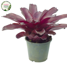 Load image into Gallery viewer, &quot;Alcantarea imperialis Silver Plum Bromeliad with striking silver and plum-hued leaves, showcasing its unique tropical beauty.&quot;
