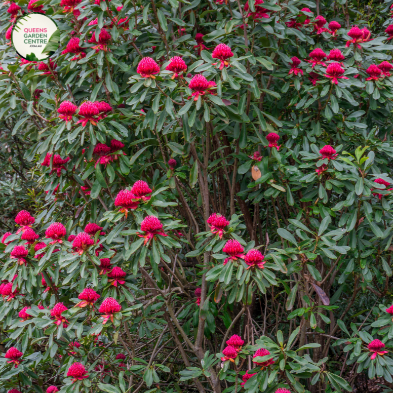 An image showcases a mature Alloxylon flammeum Tree Waratah plant in full bloom. The plant stands tall, reaching an impressive height with a dense and bushy canopy of dark green foliage. At the ends of its branches, clusters of vibrant crimson red flowers are prominently displayed. The flowers are large and cone-shaped, with a fringed appearance and intricate patterns of stamens and pistils. 
