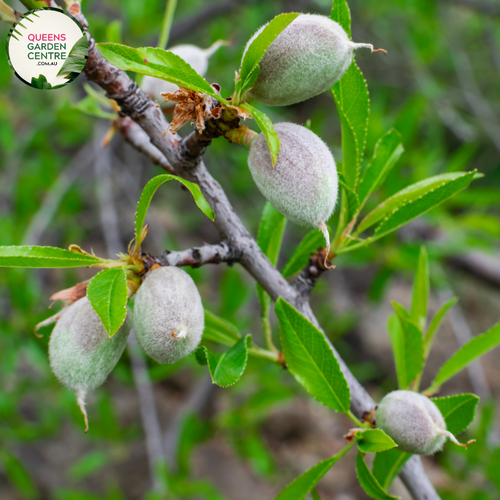 Close-up of Almond (Prunus dulcis): This image provides a detailed view of the almond plant. The focus is on the almond fruit, which is encased in a green hull that begins to split open as the almond ripens. The almond itself is oval-shaped and has a hard, woody shell that protects the edible seed inside. 