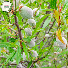 Load image into Gallery viewer, Close-up of Almond (Prunus dulcis): This image provides a detailed view of the almond plant. The focus is on the almond fruit, which is encased in a green hull that begins to split open as the almond ripens. The almond itself is oval-shaped and has a hard, woody shell that protects the edible seed inside. 
