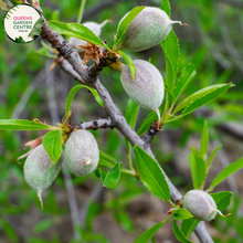 Load image into Gallery viewer, Close-up of Almond (Prunus dulcis): This image provides a detailed view of the almond plant. The focus is on the almond fruit, which is encased in a green hull that begins to split open as the almond ripens. The almond itself is oval-shaped and has a hard, woody shell that protects the edible seed inside. 
