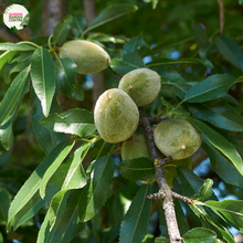 Load image into Gallery viewer, Almond Prunus Dulcis
