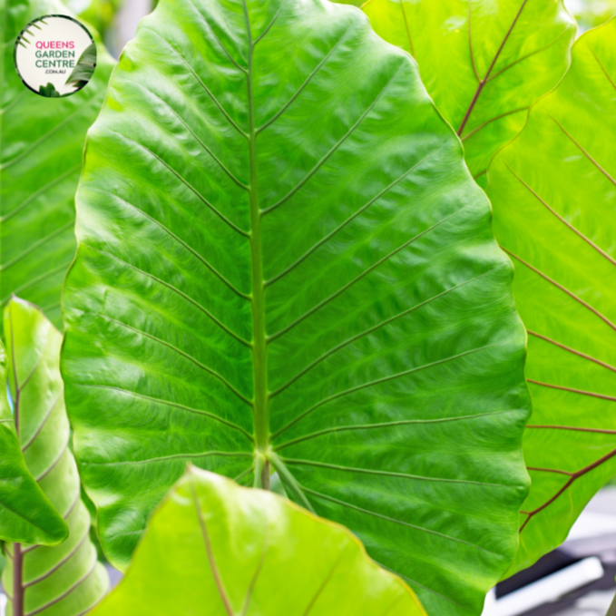 Close-up photo of an Alocasia Brisbanensis Cunjevoi plant, displaying its unique foliage and texture. The plant features large, arrow-shaped leaves with a deep, rich green color. The leaves have prominent veins running through them, adding to their visual interest. The surface of the leaves has a slightly textured and glossy appearance. 