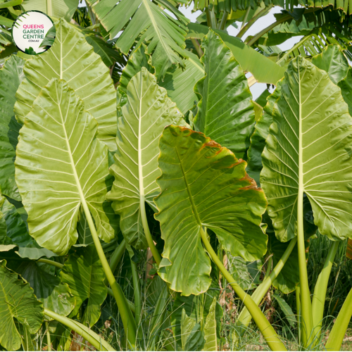 Close-up photo of an Alocasia Calidora Dwarf Elephant Ear plant, showcasing its impressive foliage and distinctive texture. The plant features large, heart-shaped leaves with a vibrant green color and glossy surface. The leaves have prominent veins that spread out from the central stem, creating a visually striking pattern. The texture of the leaves is smooth and slightly waxy, adding to the plant's overall appeal.