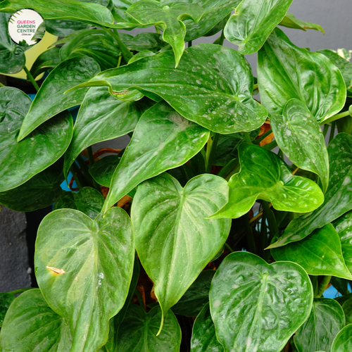 Close-up photo of an Alocasia Cucullata plant, also known as Hooded Dwarf Elephant Ear, showcasing its distinct foliage and texture. The plant features large, heart-shaped leaves with a deep, glossy green color. The leaves have prominent, raised veins that create an intricate pattern. The edges of the leaves curve inward, resembling a hood, giving the plant its common name.