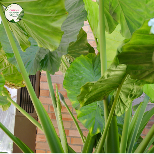 Close-up photo of an Alocasia Macrorrhiza plant, commonly known as Giant Taro or Elephant Ear, showcasing its impressive foliage and texture. The plant features large, arrowhead-shaped leaves with a vibrant green color and a glossy surface. The leaves have distinct, deeply defined veins that radiate from the central stem, creating an intricate pattern. 