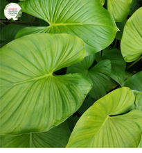 Load image into Gallery viewer, Close-up photo of an Alocasia Macrorrhiza plant, commonly known as Giant Taro or Elephant Ear, showcasing its impressive foliage and texture. The plant features large, arrowhead-shaped leaves with a vibrant green color and a glossy surface. The leaves have distinct, deeply defined veins that radiate from the central stem, creating an intricate pattern. 
