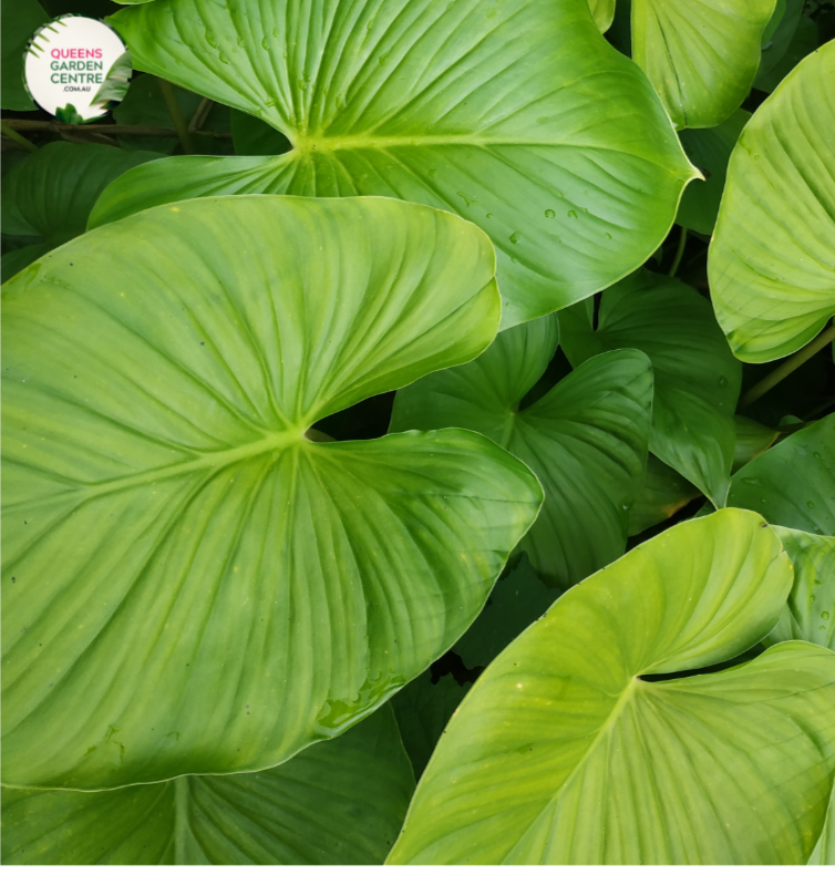 Close-up photo of an Alocasia Macrorrhiza plant, commonly known as Giant Taro or Elephant Ear, showcasing its impressive foliage and texture. The plant features large, arrowhead-shaped leaves with a vibrant green color and a glossy surface. The leaves have distinct, deeply defined veins that radiate from the central stem, creating an intricate pattern. 