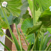 Load image into Gallery viewer, Close-up photo of an Alocasia Macrorrhiza plant, commonly known as Giant Taro or Elephant Ear, showcasing its impressive foliage and texture. The plant features large, arrowhead-shaped leaves with a vibrant green color and a glossy surface. The leaves have distinct, deeply defined veins that radiate from the central stem, creating an intricate pattern. 
