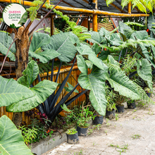 Load image into Gallery viewer, Alt text: Alocasia macrorrhizos &#39;Black Stem,&#39; an Elephant Ear plant with large, heart-shaped leaves and distinctive dark stems. This tropical beauty adds a dramatic touch to gardens or indoor spaces, with its bold foliage and contrasting stems. A striking choice for those seeking a visually impactful and exotic plant.
