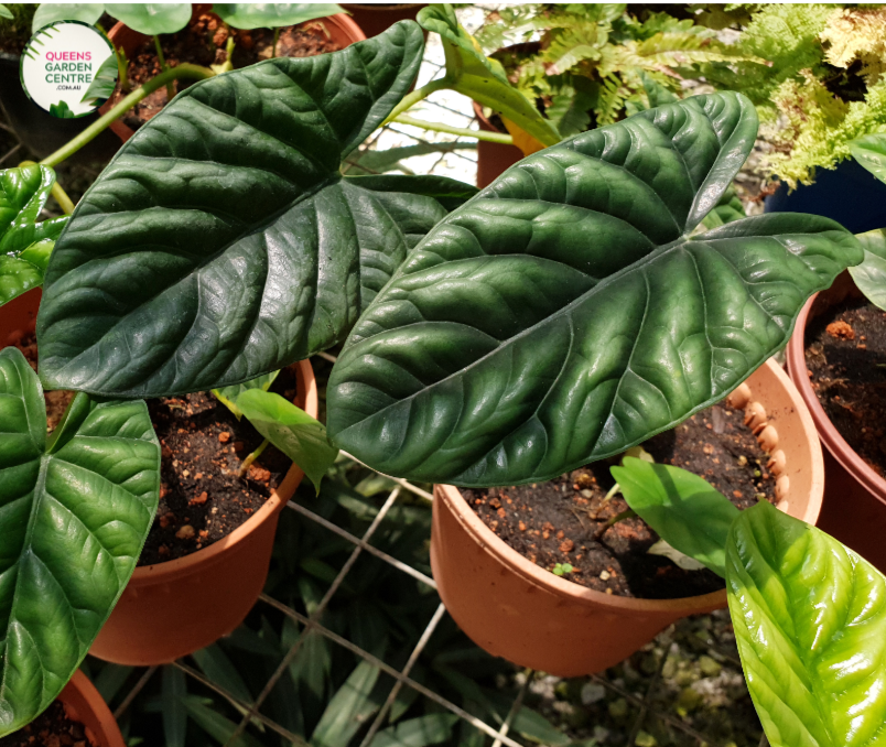 Close-up photo of an Alocasia Plumbea Nigra plant, showcasing its striking and dark foliage. The plant features large, arrowhead-shaped leaves with a deep, almost black color. The leaves have a velvety texture and a slight metallic sheen, adding to their allure. The veins on the leaves are visible, creating an intricate pattern against the dark background. 