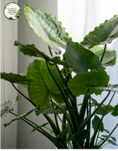 Load image into Gallery viewer, Close-up photo of an Alocasia Portadora Elephant Ear plant revealing its striking foliage. The large, heart-shaped leaves exhibit a rich, glossy dark green color and have prominent veins running through them. The leaf edges are slightly wavy, adding to the plant&#39;s visual appeal. The intricate texture of the leaves creates a captivating pattern. The plant is potted, and the background showcases a subtle, muted backdrop that highlights the vibrant colors of the foliage.
