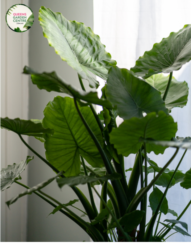 buy elephant ear plant melbourne Buy Alocasia Portadora Elephant Ear Online in Australia – Queens Garden  Centre