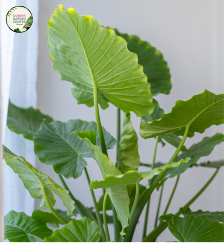 Close-up photo of an Alocasia Portadora Elephant Ear plant revealing its striking foliage. The large, heart-shaped leaves exhibit a rich, glossy dark green color and have prominent veins running through them. The leaf edges are slightly wavy, adding to the plant's visual appeal. The intricate texture of the leaves creates a captivating pattern. The plant is potted, and the background showcases a subtle, muted backdrop that highlights the vibrant colors of the foliage.