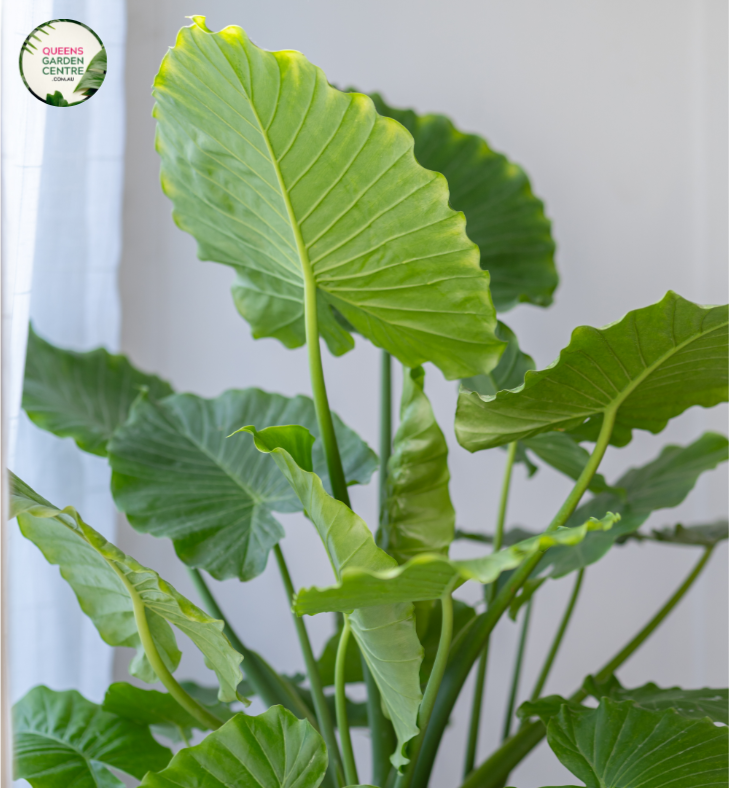 Close-up photo of an Alocasia Portadora Elephant Ear plant revealing its striking foliage. The large, heart-shaped leaves exhibit a rich, glossy dark green color and have prominent veins running through them. The leaf edges are slightly wavy, adding to the plant's visual appeal. The intricate texture of the leaves creates a captivating pattern. The plant is potted, and the background showcases a subtle, muted backdrop that highlights the vibrant colors of the foliage.