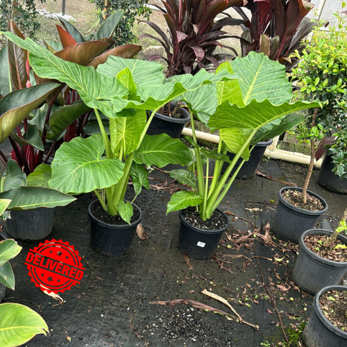 Alocasia Brisbanensis Cunjevoi