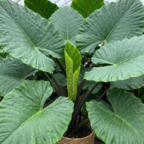 Alocasia Hybrid Dark Star