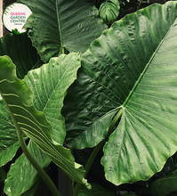 Load image into Gallery viewer, Close-up photo of an Alocasia Brisbanensis Cunjevoi plant, displaying its unique foliage and texture. The plant features large, arrow-shaped leaves with a deep, rich green color. The leaves have prominent veins running through them, adding to their visual interest. The surface of the leaves has a slightly textured and glossy appearance. 
