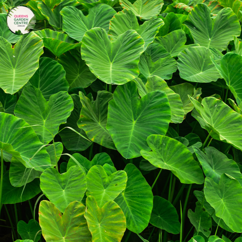 Close-up photo of an Alocasia macrorrhizos plant, commonly known as Giant Elephant Ear, showcasing its impressive and distinct foliage. The plant features large, heart-shaped leaves with a vibrant green color and a glossy surface. The leaves have distinct, deeply defined veins that run parallel to each other, creating a captivating pattern. 