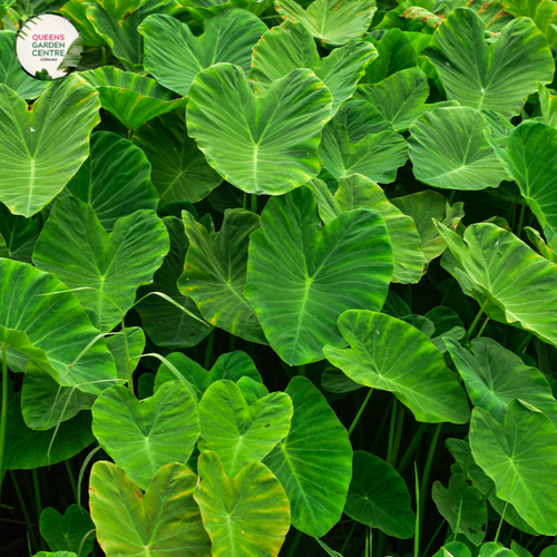 elephant ear plants for sale australia Buy Colocasia Esculenta Online in Australia