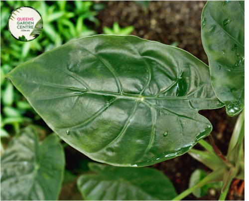 Close-up photo of an Alocasia wentii plant, showcasing its captivating foliage and texture. The plant features large, heart-shaped leaves with a deep, glossy green color. The leaves have prominent, raised veins that create an intricate pattern, adding depth and visual interest. The surface of the leaves is smooth and slightly shiny, enhancing the overall allure of the plant. 