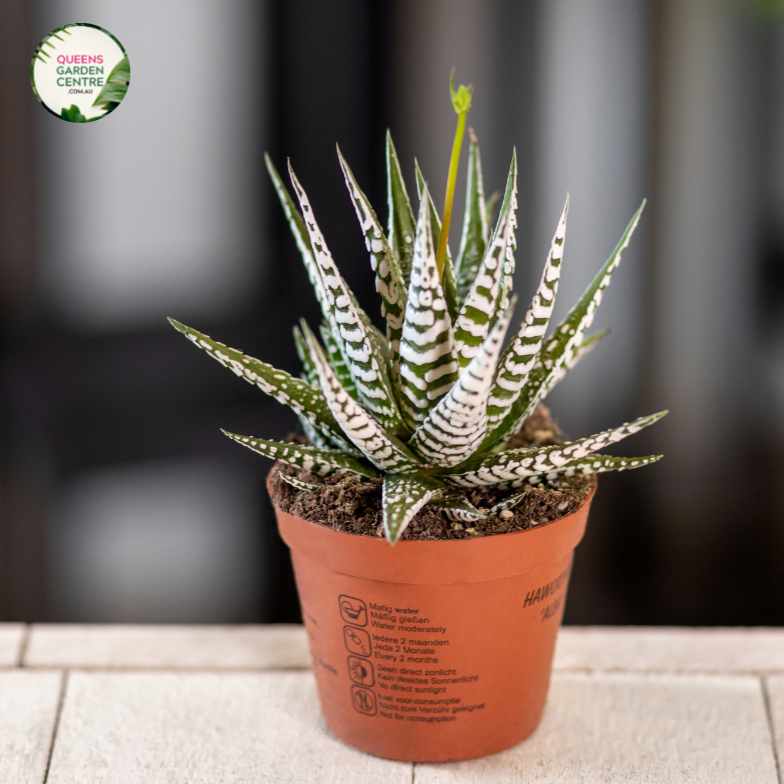 Buy Aloe Variegata Gator Online In Australia – Queens Garden Centre