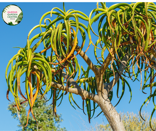 Aloe Barberae