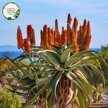 Load image into Gallery viewer, &quot;Close-up view of Aloe barberae plant, commonly known as the Tree Aloe, showcasing its unique succulent foliage and branching structure against a blue sky background.&quot;
