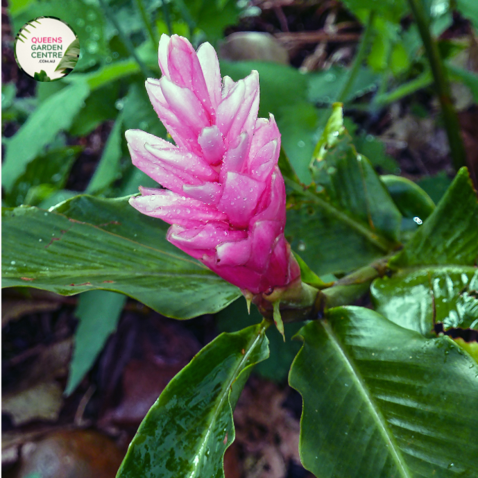 Close-up photo of an Alpinia Henryi Pink plant, showcasing its exquisite pink flowers and lush green foliage. The plant features long, slender stems with clusters of delicate pink flowers at the end of each stem. The flowers have a tubular shape with rounded petals, creating a charming and graceful appearance.