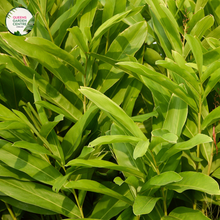 Load image into Gallery viewer, Close-up photo of an Alpinia Mutica False Cardamom plant, highlighting its unique flowers and foliage. The plant features tall, slender stems with clusters of small, white flowers at the top of each stem. The flowers have a distinctive shape, resembling elongated cones with tiny petals protruding from the tip. The foliage consists of lush, green leaves that are elongated and slightly narrow. 
