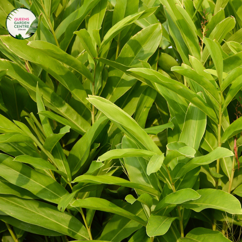 False Cardomon Buy Alpinia Mutica False Cardomom Online in Australia – Queens Garden ...