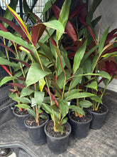 Load image into Gallery viewer, Alpinia Caerulea Red Back
