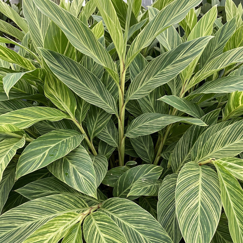 Alpinia Formosana Pinstripe Ginger