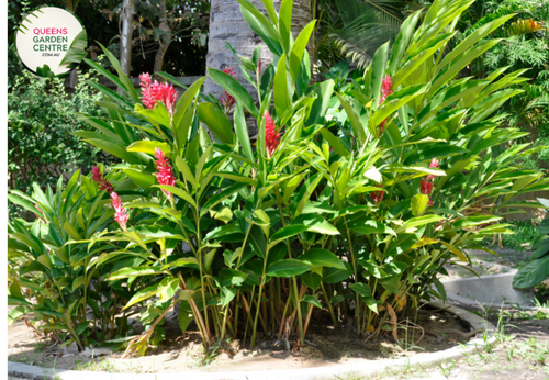 "Close-up of Alpinia caerulea 'Red Back,' featuring vibrant green leaves with contrasting red undersides. This tropical ornamental plant adds a splash of color and exotic beauty to gardens and landscapes."