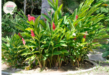 Load image into Gallery viewer, &quot;Close-up of Alpinia caerulea &#39;Red Back,&#39; featuring vibrant green leaves with contrasting red undersides. This tropical ornamental plant adds a splash of color and exotic beauty to gardens and landscapes.&quot;
