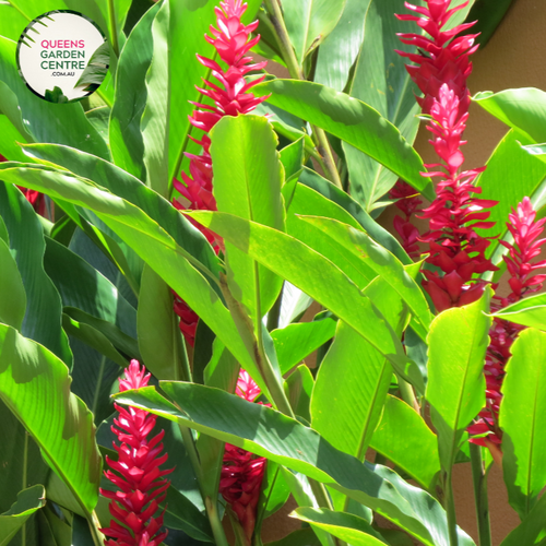 "Close-up of Alpinia caerulea 'Red Back,' featuring vibrant green leaves with contrasting red undersides. This tropical ornamental plant adds a splash of color and exotic beauty to gardens and landscapes."