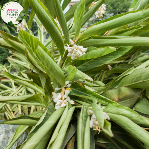 Alt text: Alpinia formosana, also known as Pinstripe Ginger, displaying striking foliage with prominent white stripes. This tropical plant features lance-shaped leaves and adds an ornamental touch to gardens or indoor spaces. The contrasting stripes make it an eye-catching choice for those seeking a unique and visually appealing plant.