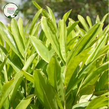 Load image into Gallery viewer, &quot;Close-up view of Alpinia nutans, commonly known as Dwarf Cardamom plant, displaying its lush green foliage and compact growth habit. This tropical plant is valued for its aromatic leaves and is a charming addition to gardens and indoor spaces.&quot;
