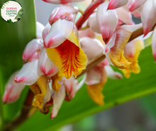 Load image into Gallery viewer, Close-up photo of an Alpinia zerumbet Upright Shell plant, showcasing its unique flowers and elegant foliage. The plant features tall, upright stems with clusters of shell-shaped, pink and white flowers at the top of each stem. The flowers have a distinct spiral shape, resembling beautiful seashells. The foliage consists of large, elongated leaves with a vibrant green color and prominent veins. 
