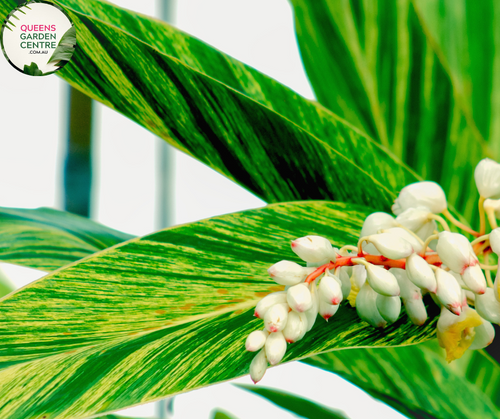 Close-up photo of an Alpinia zerumbet Upright Shell plant, showcasing its unique flowers and elegant foliage. The plant features tall, upright stems with clusters of shell-shaped, pink and white flowers at the top of each stem. The flowers have a distinct spiral shape, resembling beautiful seashells. The foliage consists of large, elongated leaves with a vibrant green color and prominent veins. 