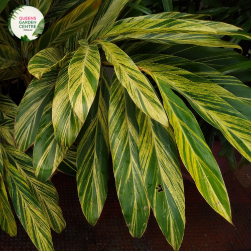 "Close-up of Alpinia nutans Dwarf, showcasing its lush green foliage and compact growth habit. This tropical plant, known for its aromatic leaves, adds charm to gardens and indoor spaces with its delightful appearance."