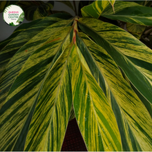 Load image into Gallery viewer, &quot;Close-up of Alpinia nutans Dwarf, showcasing its lush green foliage and compact growth habit. This tropical plant, known for its aromatic leaves, adds charm to gardens and indoor spaces with its delightful appearance.&quot;
