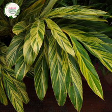 Load image into Gallery viewer, &quot;Close-up of Alpinia nutans Dwarf, showcasing its lush green foliage and compact growth habit. This tropical plant, known for its aromatic leaves, adds charm to gardens and indoor spaces with its delightful appearance.&quot;
