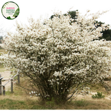 Load image into Gallery viewer, Close-up of Amelanchier Canadensis (Serviceberry): This image showcases the delicate flowers of the Amelanchier Canadensis plant. The flowers are arranged in clusters and feature five white petals with prominent stamens in the center. The petals have a slightly rounded shape and may exhibit subtle variations in color, ranging from creamy white to pale pink. 
