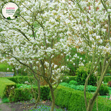 Load image into Gallery viewer, Close-up of Amelanchier Canadensis (Serviceberry): This image showcases the delicate flowers of the Amelanchier Canadensis plant. The flowers are arranged in clusters and feature five white petals with prominent stamens in the center. The petals have a slightly rounded shape and may exhibit subtle variations in color, ranging from creamy white to pale pink. 
