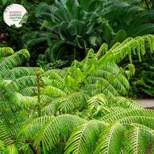Load image into Gallery viewer, Alt text: Angiopteris evecta, commonly known as King Fern, is a majestic fern species with large, broad fronds that resemble palm leaves. This tropical fern is native to rainforests and can grow up to several meters in height. Its dark green foliage adds a lush, tropical feel to indoor and outdoor gardens alike.
