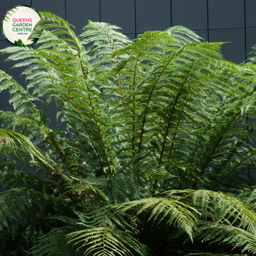 Alt text: Angiopteris evecta, commonly known as King Fern, is a majestic fern species with large, broad fronds that resemble palm leaves. This tropical fern is native to rainforests and can grow up to several meters in height. Its dark green foliage adds a lush, tropical feel to indoor and outdoor gardens alike.