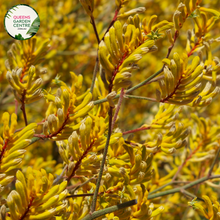 Load image into Gallery viewer, Close-up of an Anigozanthos flavidus (Yellow Kangaroo Paw) plant. The image features vibrant yellow, tubular flowers with a fuzzy texture, giving them a soft, velvety appearance. The flowers are clustered at the ends of long, slender, green stems, which have a slight reddish tinge near the base. Each flower has a unique, paw-like shape, with curved petals that split into several pointed segments. 
