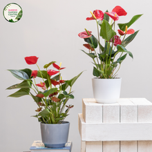 Load image into Gallery viewer, Close-up photo of an Anthurium Schlechtendalii plant, showcasing its striking and unique flower. The plant features a single, large, heart-shaped flower with a vibrant red spadix (central column) and a shiny, waxy spathe (modified leaf) that surrounds it. The spathe is a bright, glossy shade of red, with a slightly elongated shape, adding to the elegance of the flower. 
