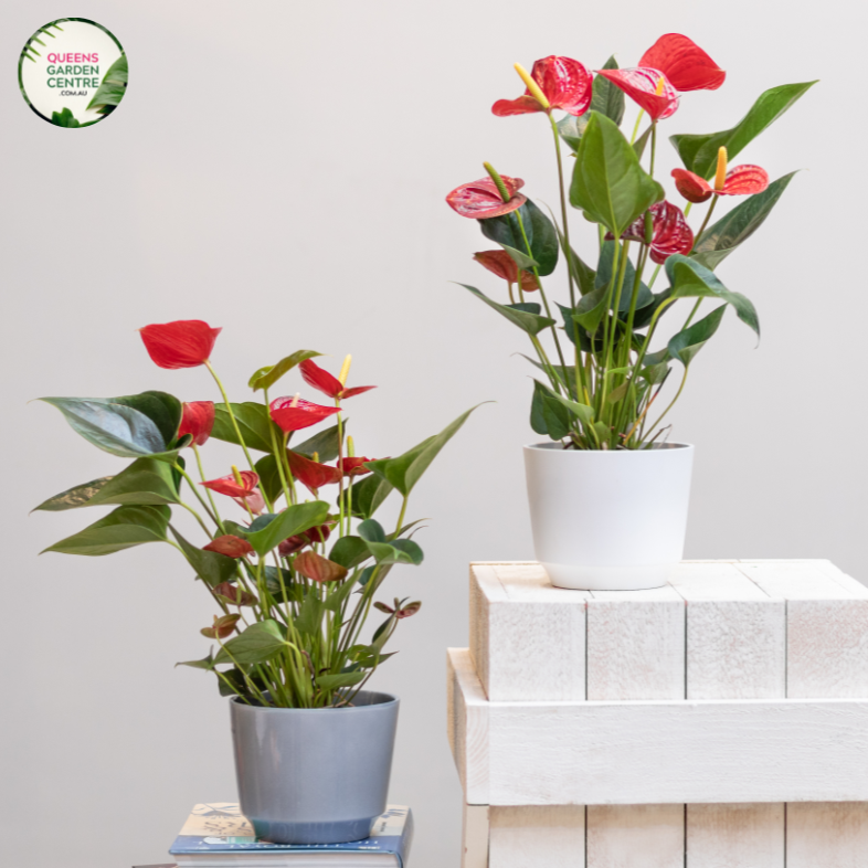 Close-up photo of an Anthurium Schlechtendalii plant, showcasing its striking and unique flower. The plant features a single, large, heart-shaped flower with a vibrant red spadix (central column) and a shiny, waxy spathe (modified leaf) that surrounds it. The spathe is a bright, glossy shade of red, with a slightly elongated shape, adding to the elegance of the flower. 